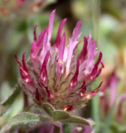 Fotografia da espécie Trifolium hirtum