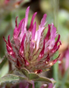 Fotografia 7 da espécie Trifolium hirtum no Jardim Botânico UTAD