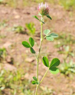 Fotografia 8 da espécie Trifolium hirtum no Jardim Botânico UTAD