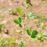 Fotografia 8 da espécie Trifolium hirtum do Jardim Botânico UTAD