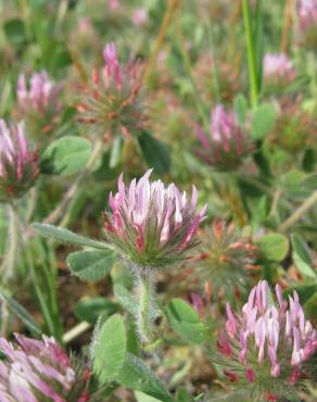 Fotografia 9 da espécie Trifolium hirtum no Jardim Botânico UTAD