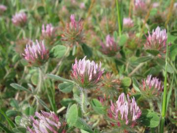 Fotografia da espécie Trifolium hirtum