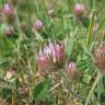 Fotografia 10 da espécie Trifolium hirtum do Jardim Botânico UTAD