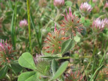 Fotografia da espécie Trifolium hirtum
