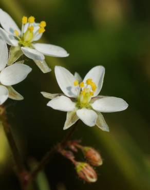 Fotografia 5 da espécie Spergula arvensis no Jardim Botânico UTAD