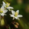 Fotografia 5 da espécie Spergula arvensis do Jardim Botânico UTAD