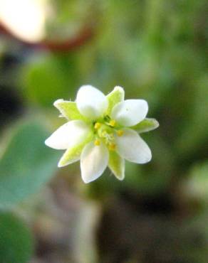 Fotografia 7 da espécie Spergula arvensis no Jardim Botânico UTAD