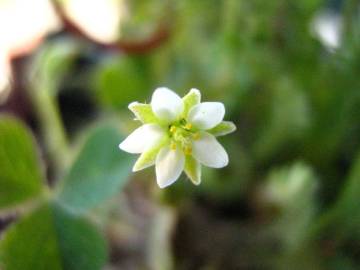 Fotografia da espécie Spergula arvensis