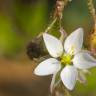 Fotografia 8 da espécie Spergula arvensis do Jardim Botânico UTAD