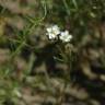 Fotografia 9 da espécie Spergula arvensis do Jardim Botânico UTAD