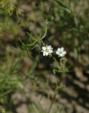 Fotografia 10 da espécie Spergula arvensis no Jardim Botânico UTAD