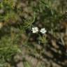 Fotografia 10 da espécie Spergula arvensis do Jardim Botânico UTAD