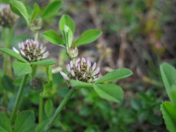 Fotografia da espécie Trifolium glomeratum