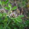 Fotografia 9 da espécie Trifolium glomeratum do Jardim Botânico UTAD
