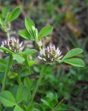 Fotografia 10 da espécie Trifolium glomeratum no Jardim Botânico UTAD