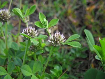 Fotografia da espécie Trifolium glomeratum