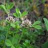 Fotografia 10 da espécie Trifolium glomeratum do Jardim Botânico UTAD