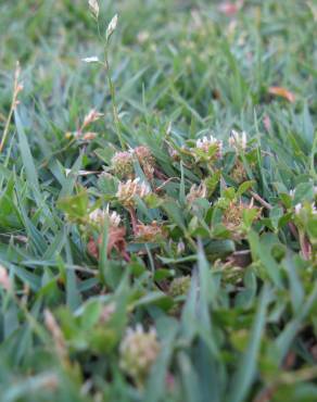 Fotografia 11 da espécie Trifolium glomeratum no Jardim Botânico UTAD
