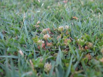Fotografia da espécie Trifolium glomeratum