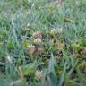Fotografia 11 da espécie Trifolium glomeratum do Jardim Botânico UTAD