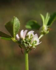 Fotografia da espécie Trifolium glomeratum