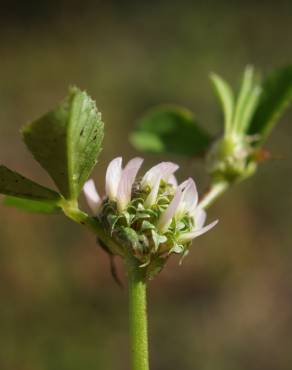 Fotografia 1 da espécie Trifolium glomeratum no Jardim Botânico UTAD