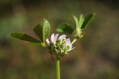 Fotografia da espécie Trifolium glomeratum