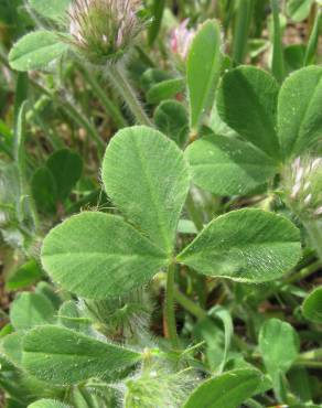 Fotografia 12 da espécie Trifolium hirtum no Jardim Botânico UTAD