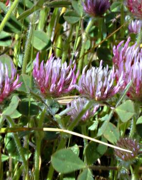 Fotografia 13 da espécie Trifolium hirtum no Jardim Botânico UTAD