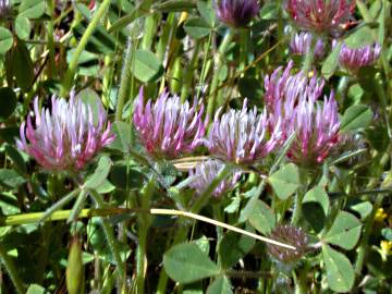 Fotografia da espécie Trifolium hirtum