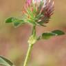 Fotografia 14 da espécie Trifolium hirtum do Jardim Botânico UTAD