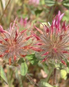 Fotografia 15 da espécie Trifolium hirtum no Jardim Botânico UTAD