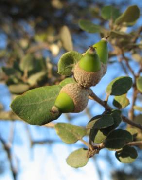 Fotografia 10 da espécie Quercus rotundifolia no Jardim Botânico UTAD