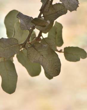 Fotografia 11 da espécie Quercus rotundifolia no Jardim Botânico UTAD