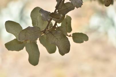 Fotografia da espécie Quercus rotundifolia