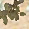 Fotografia 11 da espécie Quercus rotundifolia do Jardim Botânico UTAD