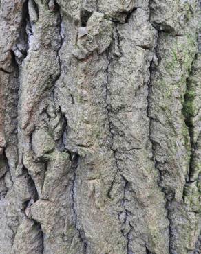 Fotografia 8 da espécie Quercus robur no Jardim Botânico UTAD