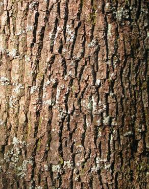 Fotografia 9 da espécie Quercus robur no Jardim Botânico UTAD