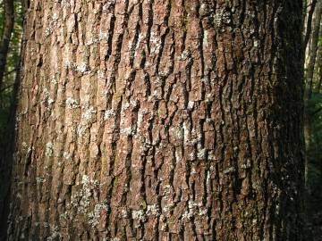 Fotografia da espécie Quercus robur