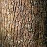Fotografia 9 da espécie Quercus robur do Jardim Botânico UTAD