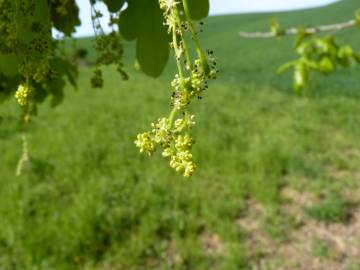 Fotografia da espécie Quercus robur