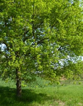 Fotografia 13 da espécie Quercus robur no Jardim Botânico UTAD