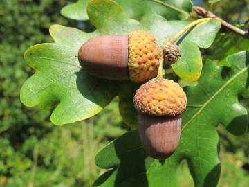 Fotografia da espécie Quercus robur