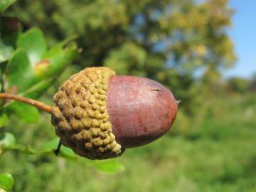 Fotografia da espécie Quercus robur