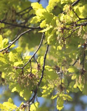Fotografia 16 da espécie Quercus robur no Jardim Botânico UTAD