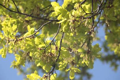 Fotografia da espécie Quercus robur