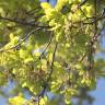 Fotografia 16 da espécie Quercus robur do Jardim Botânico UTAD