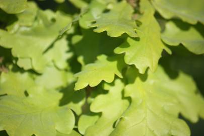 Fotografia da espécie Quercus robur