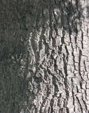 Fotografia 18 da espécie Quercus robur no Jardim Botânico UTAD