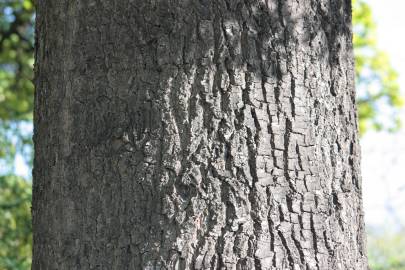 Fotografia da espécie Quercus robur